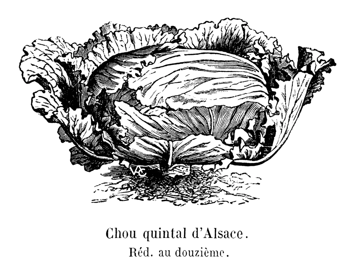 O chou Quintal d'Alsace, o repolho gigante da choucroute, no livro Les plantes potagères, de Vilmorin-Andrieux (1904).
